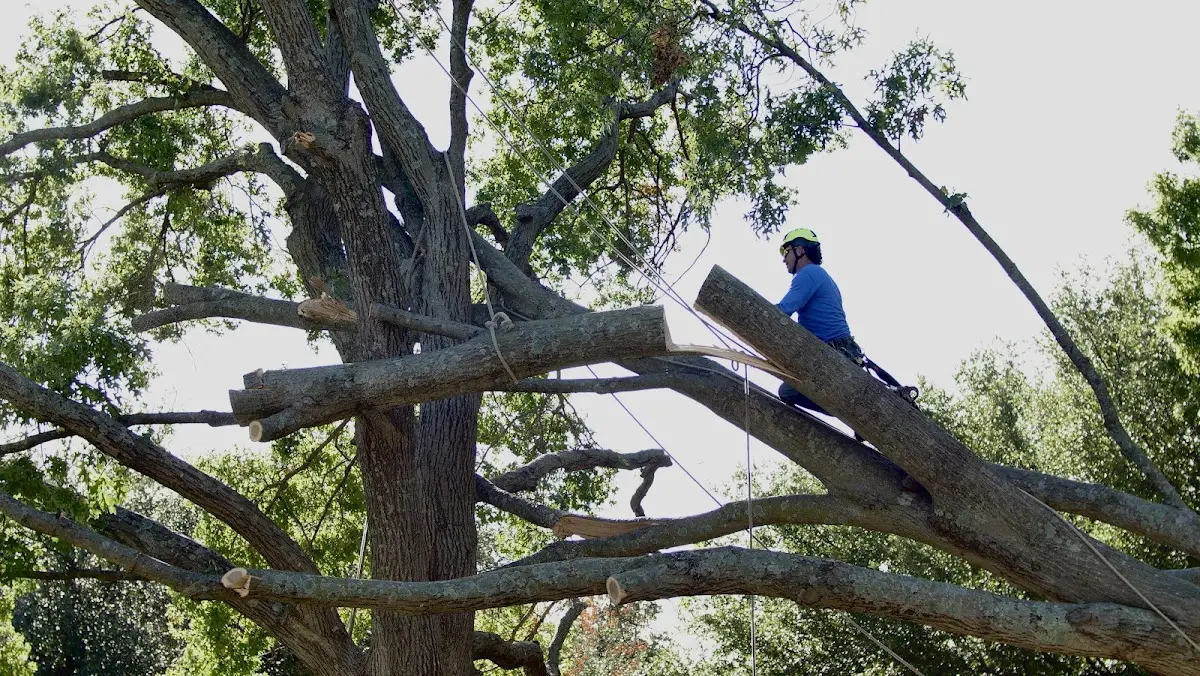 Professional Crown Thinning performed by certified arborists in Haverhill